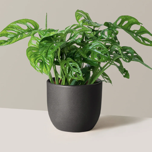 Монстера Манки Маск